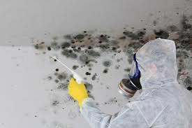 Best Crawl Space Mold Remediation  in Clayton, GA